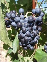 Brun Argent������.jpg