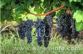ʥ������ŵ��Sagrantino��.jpg