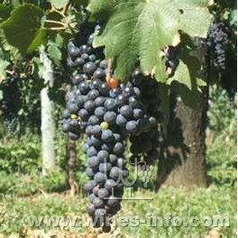 Schiopettino����.jpg