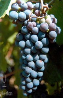 Petit Verdot����.jpg
