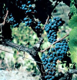 ��������ӣ�Touriga Nacional������.jpg