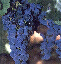 ���֣�Merlot��.jpg