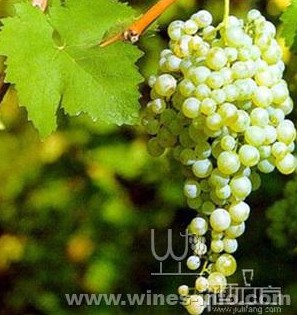 Prosecco����.jpg