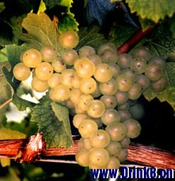 ��Ƥŵ��Pinot Blanc��.jpg