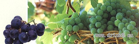 ���� Grape