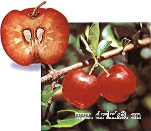 ��ӡ��ӣ�� Barbados Cherry