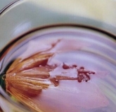 ��Ʒ������ Lotus Flower Rock Candy Tea