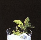 ���ɫ��ټ�β�� Peppermint Patty Cocktail