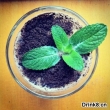 Mint baileys